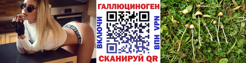 Псилоцибиновые грибы Psilocybe  Бор 